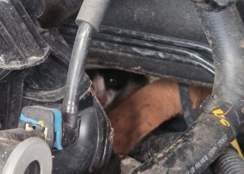 Moradores acionam bombeiros após encontrarem gato no compartimento do motor de carro em Formiga