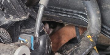 Moradores acionam bombeiros após encontrarem gato no compartimento do motor de carro em Formiga