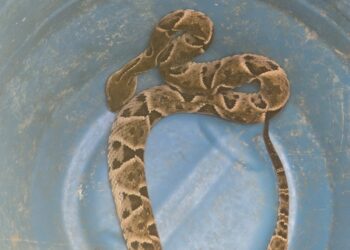 Serpente é capturada pelos Bombeiros em quintal de residência no Jardim Montanhês, em Formiga