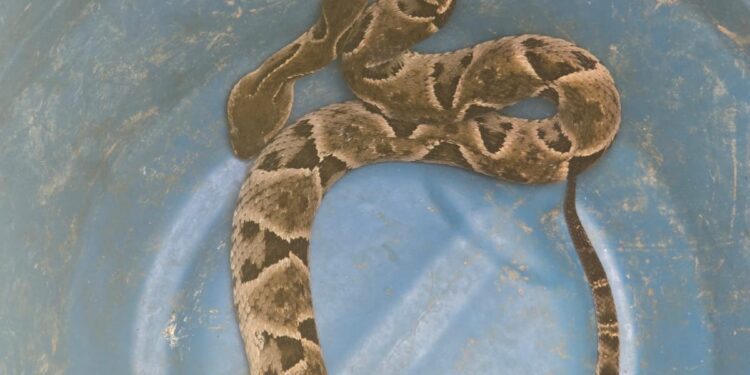 Serpente é capturada pelos Bombeiros em quintal de residência no Jardim Montanhês, em Formiga