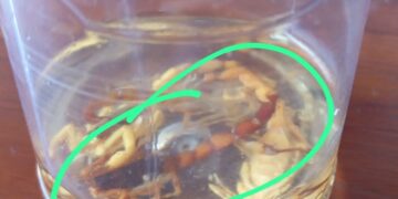 Moradores do Mangabeiras denunciam lotes sujos e presença constante de escorpiões