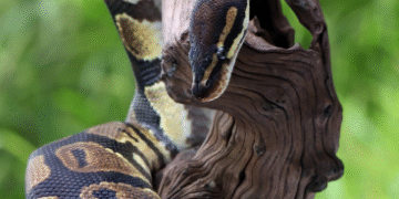 Formiga recebe exposição sobre animais peçonhentos e mosquitos transmissores