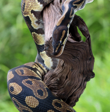 Formiga recebe exposição sobre animais peçonhentos e mosquitos transmissores