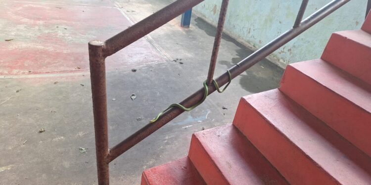 Serpente é localizada em área escolar e devolvida ao habitat natural