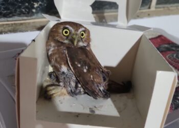 Coruja é resgatada após ficar presa em armadilha para roedores em Itapecerica