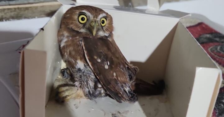 Coruja é resgatada após ficar presa em armadilha para roedores em Itapecerica