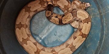 Jiboia capturada em área de lazer é devolvida ao habitat natural pelos Bombeiros