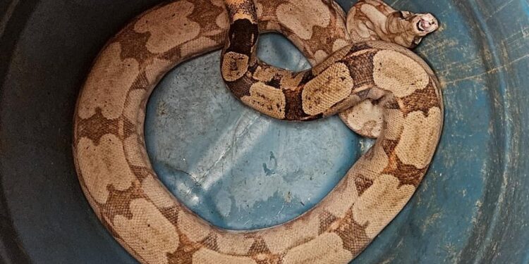 Jiboia capturada em área de lazer é devolvida ao habitat natural pelos Bombeiros