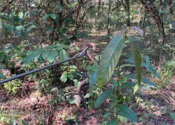 Cobra cascavel é capturada pelo Corpo de Bombeiros em condomínio na zona rural de Formiga