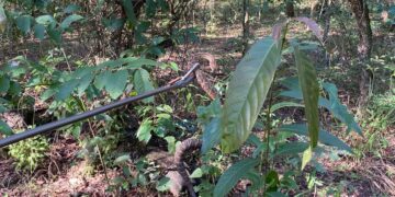 Cobra cascavel é capturada pelo Corpo de Bombeiros em condomínio na zona rural de Formiga