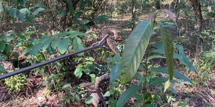 Cobra cascavel é capturada pelo Corpo de Bombeiros em condomínio na zona rural de Formiga