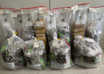 Meia tonelada de entorpecentes é incinerada em Divinópolis