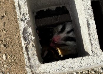 Animal silvestre é capturado em depósito e devolvido à natureza no bairro Felipe em Campo Belo