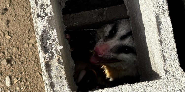 Animal silvestre é capturado em depósito e devolvido à natureza no bairro Felipe em Campo Belo