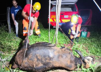 Bovino com cerca de nove arrobas é resgatado após cair em fossa de cinco metros, em Córrego Fundo
