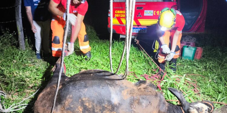 Bovino com cerca de nove arrobas é resgatado após cair em fossa de cinco metros, em Córrego Fundo