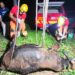 Bovino com cerca de nove arrobas é resgatado após cair em fossa de cinco metros, em Córrego Fundo
