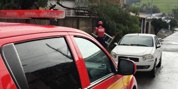 Árvore de cinco metros cai sobre residência no bairro Maringá em Formiga