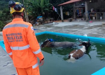 Duas vacas são resgatadas após caírem e ficarem presas em piscina na zona rural de Campo Belo