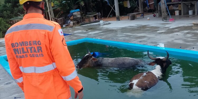 Duas vacas são resgatadas após caírem e ficarem presas em piscina na zona rural de Campo Belo