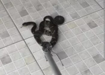 Serpente de 80 cm é resgatada pelos bombeiros no Residencial dos Lagos em Formiga