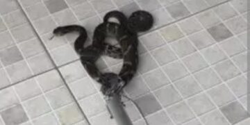 Serpente de 80 cm é resgatada pelos bombeiros no Residencial dos Lagos em Formiga