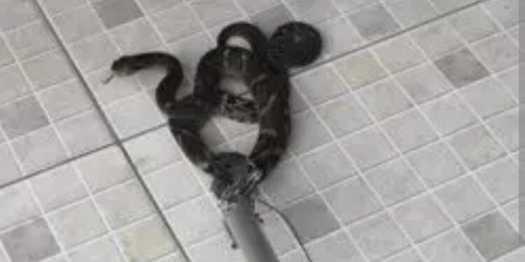 Serpente de 80 cm é resgatada pelos bombeiros no Residencial dos Lagos em Formiga