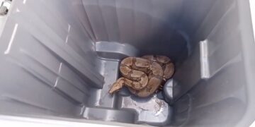 Jiboia de quase 2 metros é capturada perto de creche em Formiga