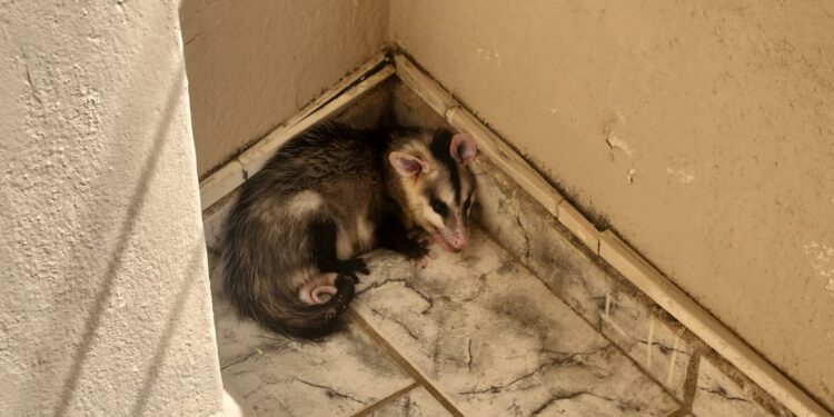 Bombeiros resgatam gambá dentro de residência no bairro Vila Imperial em Formiga