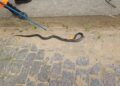 Formiga: bombeiros são acionados para capturar cobra, mas animal já estava morto