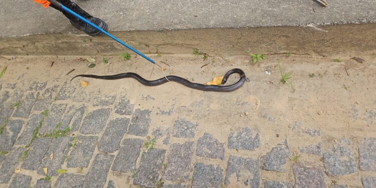 Formiga: bombeiros são acionados para capturar cobra, mas animal já estava morto