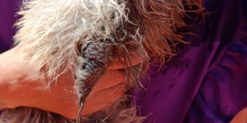 Formiga: cão com arame preso ao corpo e à orelha é socorrido, mas precisa de atendimento veterinário