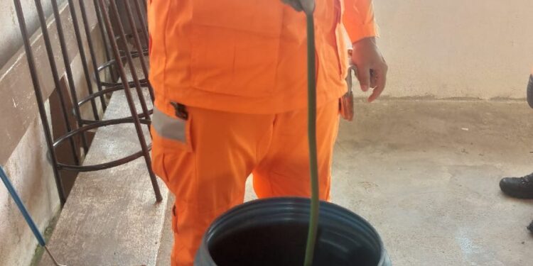 Serpente é encontrada em varanda de residência no bairro Tino Pereira, em Formiga