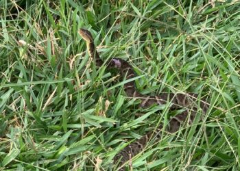 Bombeiros capturam jararaca em residência e reforçam alerta à população em Arcos