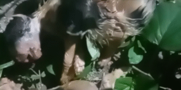 Filhotes de gato são encontrados amarrados em sacola em Formiga; apenas um sobrevive