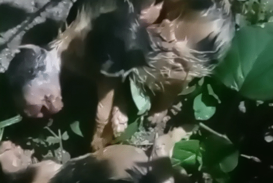 Filhotes de gato são encontrados amarrados em sacola em Formiga; apenas um sobrevive